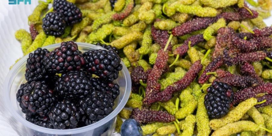 القصيم تشهد  تحولا في زراعة التوت 
ودورها في الأمن الغذائي - ترند نيوز