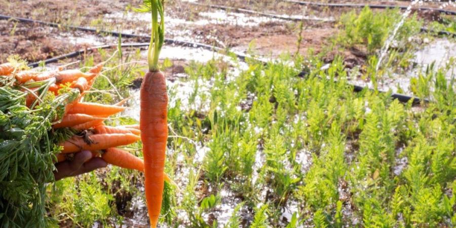 مزارع الجوف تتوسع في زراعة الجزر.. والأهالي يعززون تنوع الإنتاج الزراعي - ترند نيوز