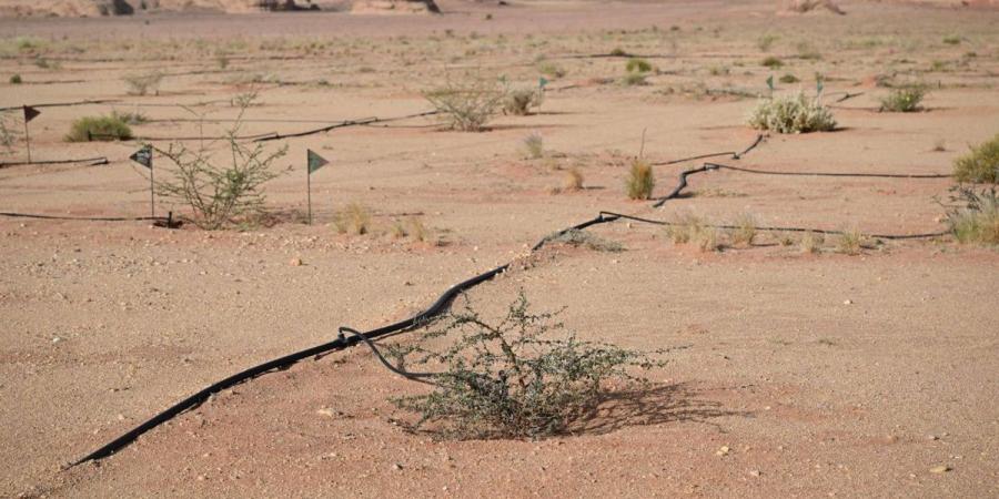 مشتل وبنك بذور العلا يعززان الاستعادة البيئية بأكثر من 500 نوع نباتي - ترند نيوز