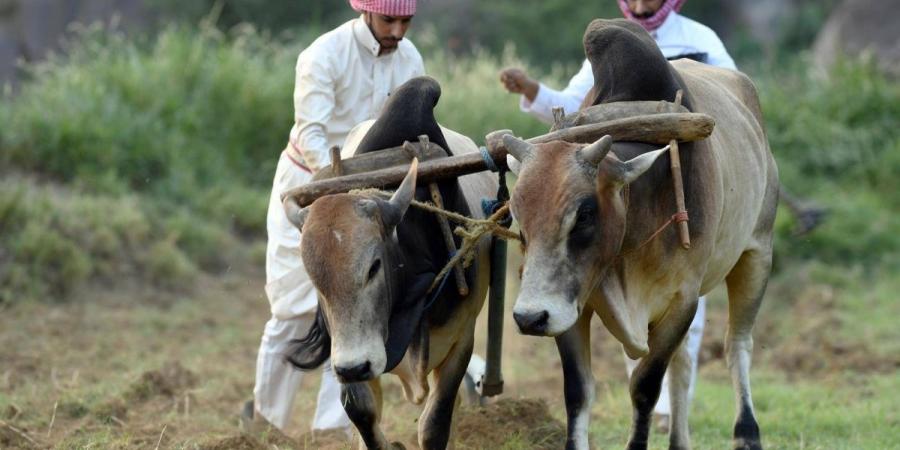 الزراعة في عسير.. تنوع جغرافي يعزز الإنتاج ويواكب مستهدفات الاستدامة - ترند نيوز