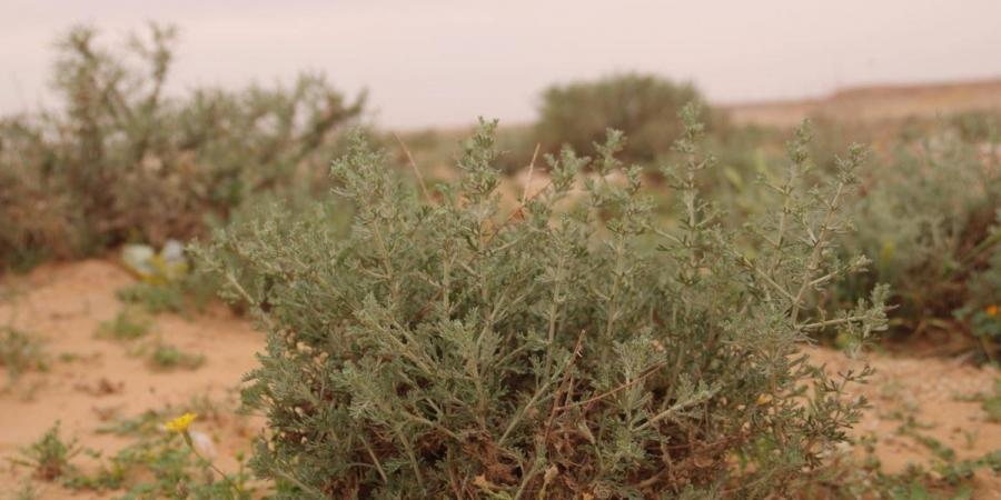 أم الأعشاب.. كنز بيئي متجدد يعزز تنوع الغطاء النباتي في براري رفحاء - ترند نيوز