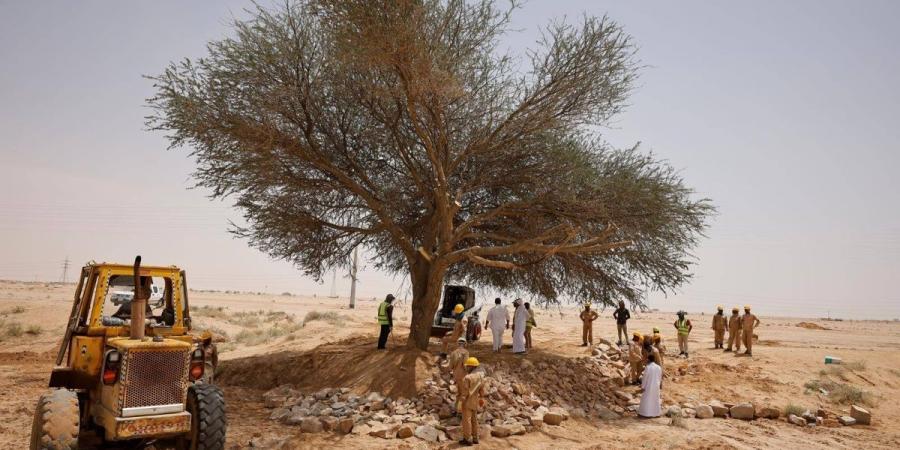 مركز «الغطاء النباتي» يعيد تأهيل شجرة طلح معمرة في الدوادمي - ترند نيوز