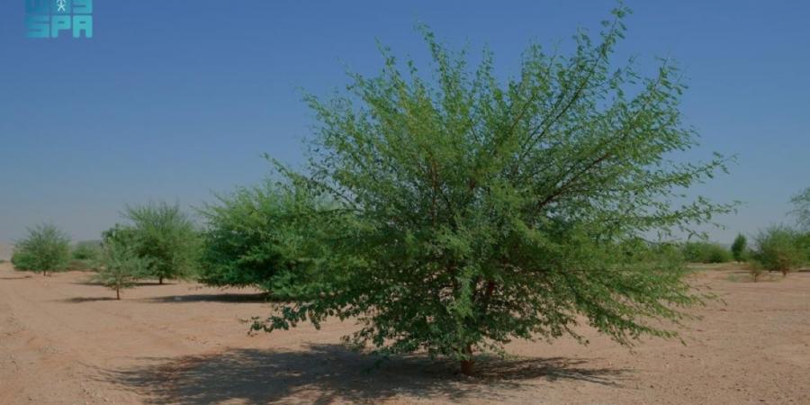 محمية الملك عبدالعزيز الملكية تؤهل +60% 
من أول مليون هكتار من أراضي الغطاء النباتي - ترند نيوز
