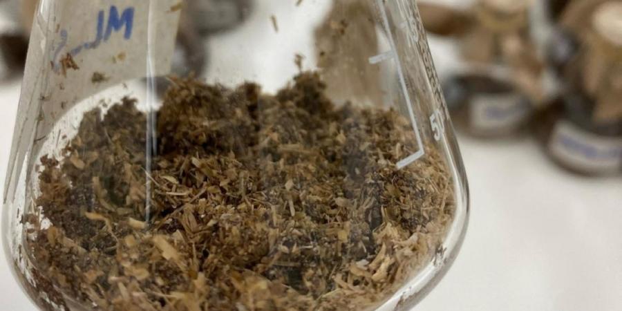 علماء «كاوست» يدرسون تطوير إنزيمات قادرة على تحليل البلاستيك - ترند نيوز