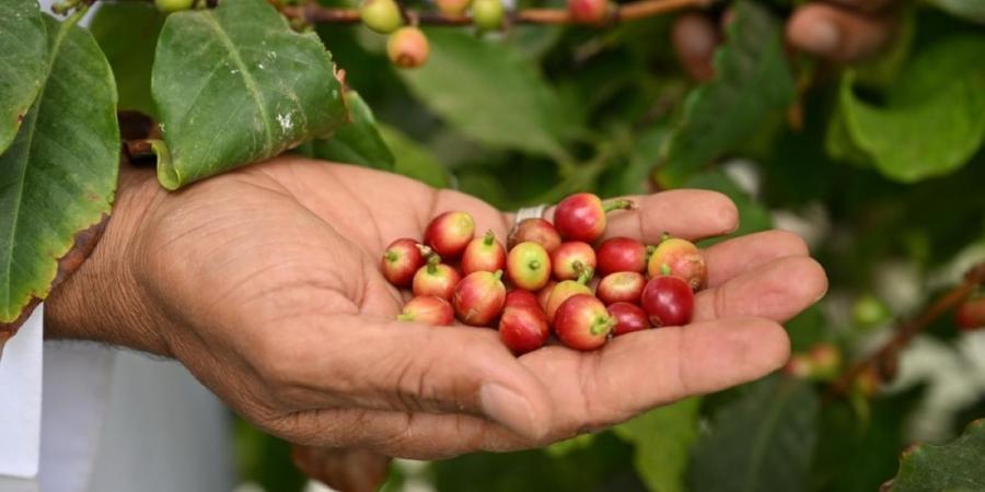 البن النجراني.. ركيزة استثمارية واعدة تدعم 
الأمن الغذائي والاقتصاد المحلي - ترند نيوز