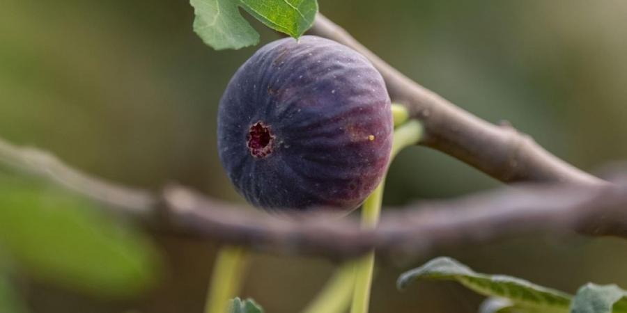 التين في جازان.. 
ثروة زراعية وفرص تحويلية تعزز القيمة الاقتصادية - ترند نيوز