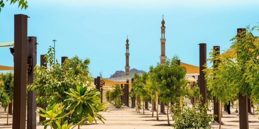 زراعة +60 ألف شجرة لدعم الاستدامة البيئية في المشاعر المقدسة - ترند نيوز