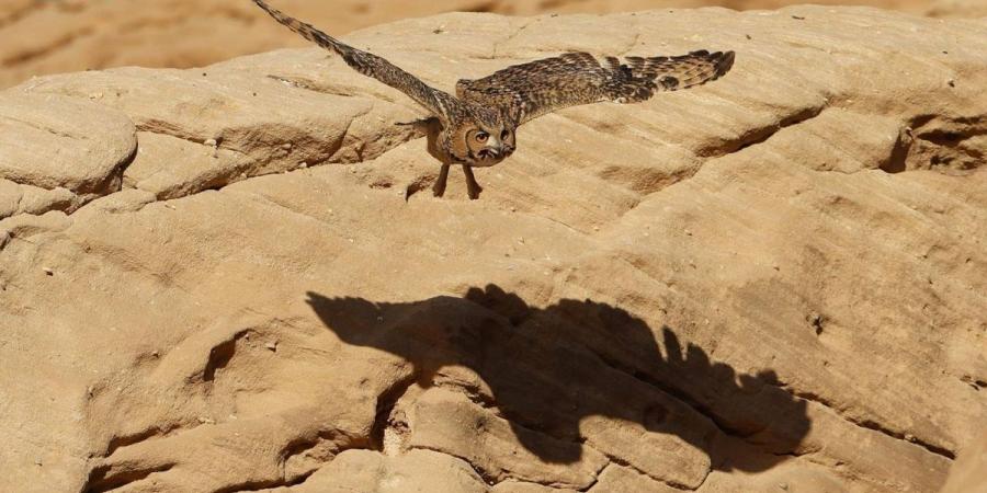 محمية شرعان الطبيعية في العلا تنتعش مع أمطار الربيع - ترند نيوز