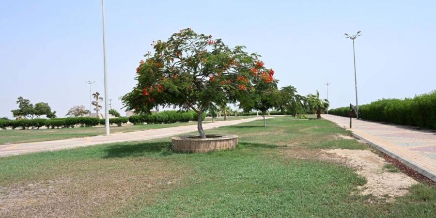 موسم إزهار البونسيانا الحمراء في جازان.. مشاهد موسمية تعزز المقومات السياحية وتستقطب الزوار - ترند نيوز
