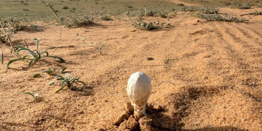 «البحث عن العرجون».. من أنماط الرحلات البرية لدى أهالي القصيم - ترند نيوز