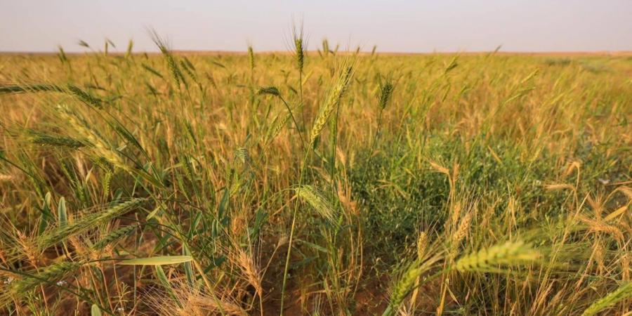 الزراعة البعلية في القصيم.. إرث متجدد يدعم الأمن الغذائي - ترند نيوز