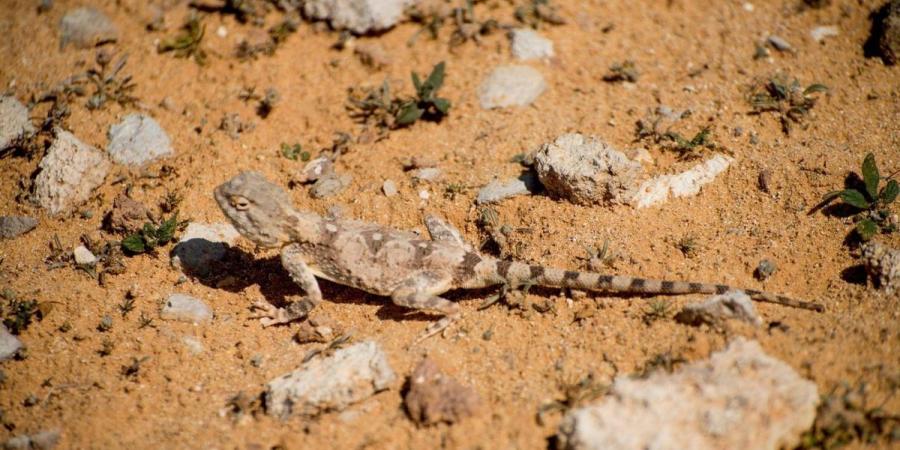 رصد الضب الشاحب في الحدود الشمالية يعكس تنوع الحياة الفطرية - ترند نيوز