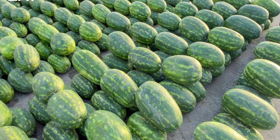 مع بدايات الموسم.. نمو في الحركة التجارية بسوق «الحبحب» في بريدة - ترند نيوز