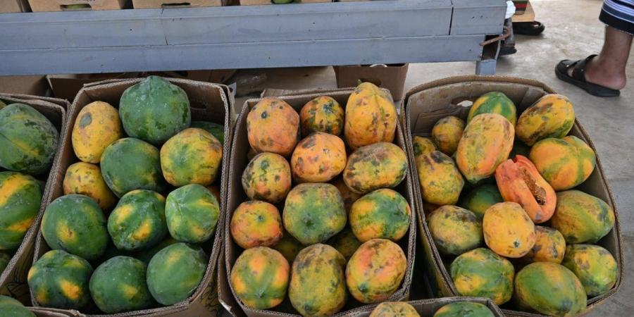 زراعة البابايا في جازان.. محصول استوائي واعد يعزز التنوع الزراعي ويدعم الاقتصاد المحلي - ترند نيوز