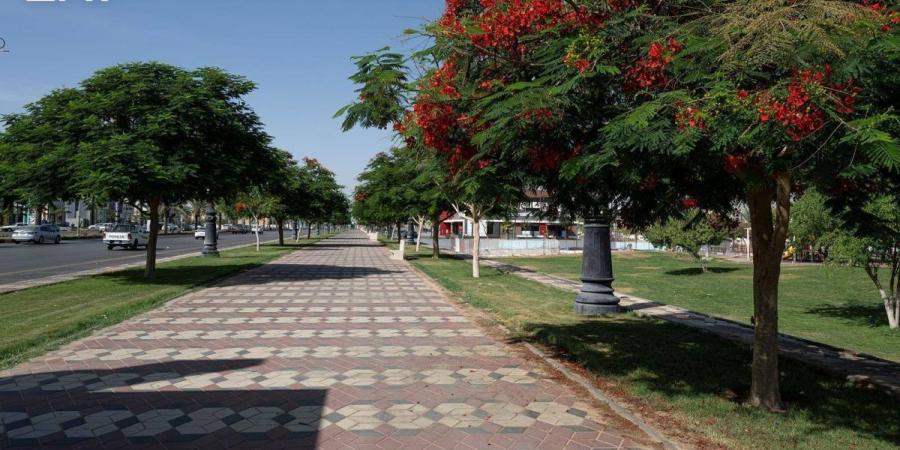 18 ألف شجرة بونسيانا تزين شوارع نجران وميادينها وتحسن جودة الحياة - ترند نيوز