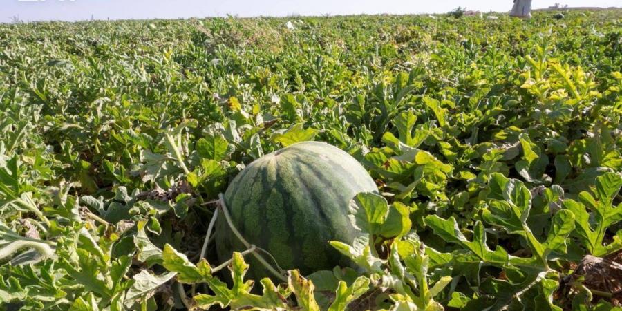 إنتاج أكثر من 120 ألف طن من البطيخ يعزز مكانة الجوف الزراعية - ترند نيوز