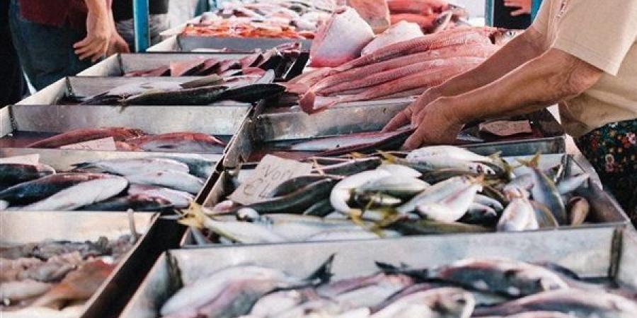 أسعار السمك اليوم، البلطي يسجل 70 جنيهًا بعد سلسلة انخفاضات وارتفاع كبير في 4 أصناف