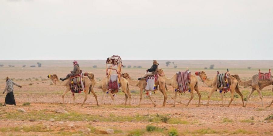 مسميات الإبل .. أرث لغوي يوثق مراحل نموها في الموروث العربي - ترند نيوز