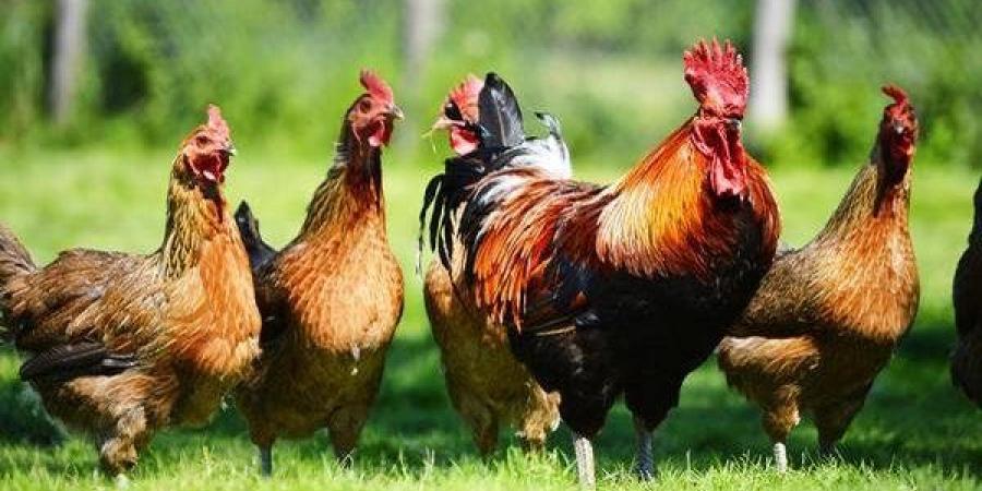 انخفاض 5 جنيهات في سعر الفراخ اليوم الثلاثاء 23 يونيو 2026