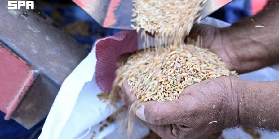 موسم حصاد «البر» يزين المدرجات الزراعية في عسير - ترند نيوز