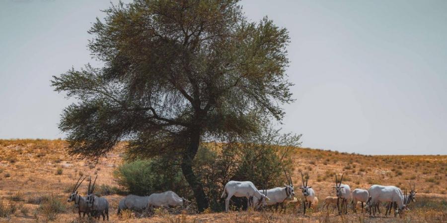 «الطلح».. ملاذ آمن للحياة الفطرية ومصدر غذائي وبيئي يعزز التنوع الحيوي المستدام - ترند نيوز