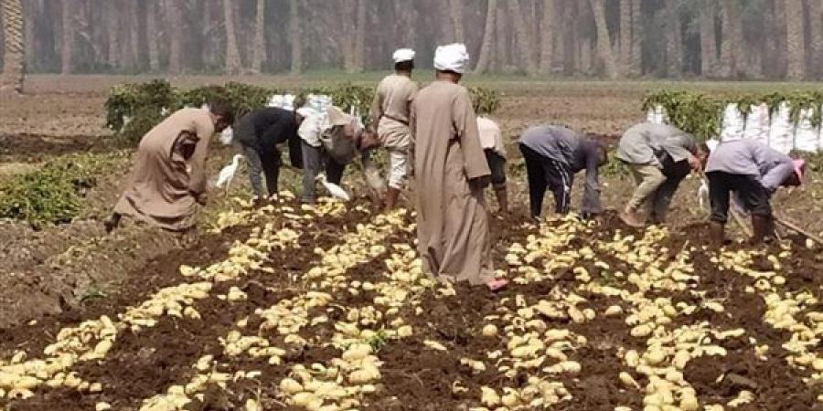 الزراعة: تحالف بين 3 جهات لإطلاق خطة لتسويق تقاوي البطاطس المحلية
