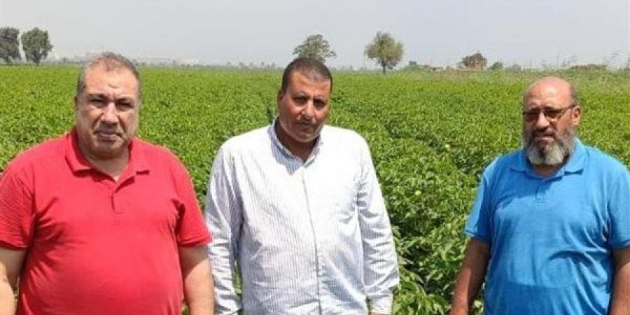 الزراعة تواصل المتابعة الميدانية لحقول إكثار القطن لضمان جودة التقاوي