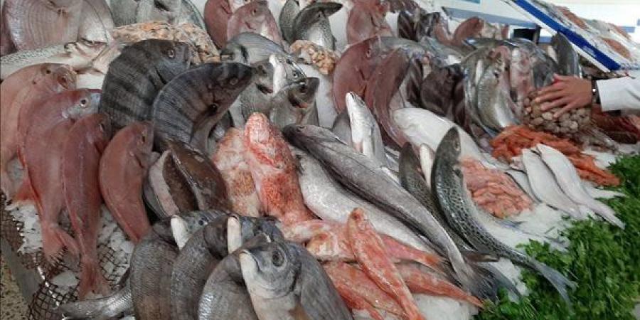 أسعار السمك اليوم، هزة تضرب البلطي وارتفاع المكرونة والبوري 10 جنيهات وقفزة في الجمبري