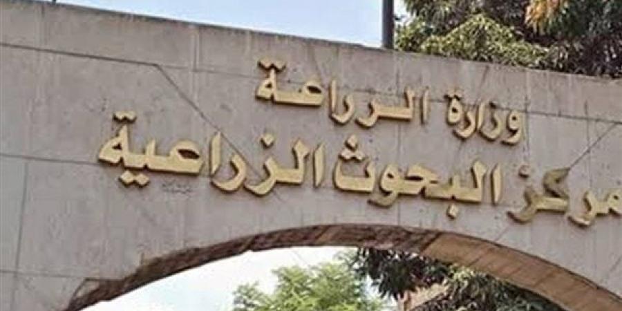 في عيد الفلاح الـ74، «البحوث الزراعية» يكشف لـ«فيتو» حصاد توطين التقاوى وتقليل الاستيراد