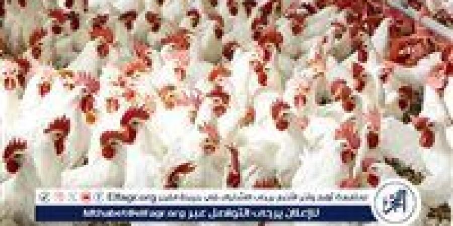 هل ترتفع أسعار الدواجن مع دخول الشتاء؟.. ثروت الزيني يُجيب