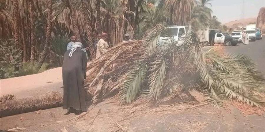 سقوط نخلة على الطريق الزراعي بأسوان وتعطل الحركة المرورية (صور)