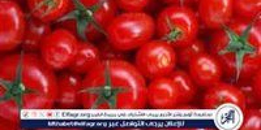 حقيقة إصابة 70% من محصول الطماطم بسوسة الطماطم.. مجلس الوزراء يحسم الجدل