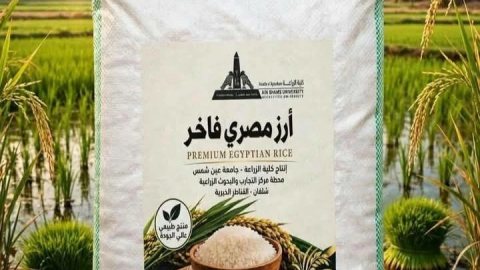 حصاد 6 أفدنة أرز بـ «كلية الزراعة جامعة عين شمس».. طرح المحصول للعاملين بأسعار مخفضة