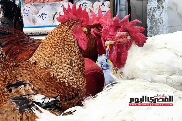 أسعار الفراخ والبيض اليوم الاثنين 26 أكتوبر 2026 في مطروح