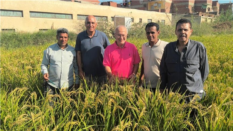 "زراعة عين شمس" تحصد 6 أفدنة من الأرز وتوفر إنتاجها للعاملين والمنتسبين بأسعار مخفضة