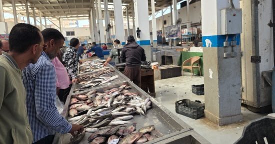 البلطى بكام في السوق؟.. أسعار السمك في القليوبية اليوم الإثنين 26-10-2026