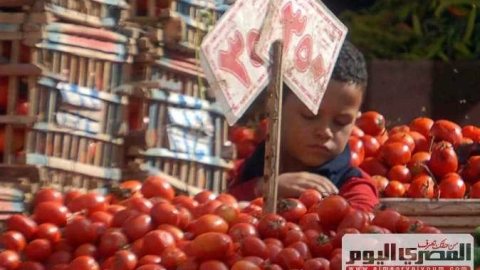 3 محاصيل تشعل أسعار الخضروات بأسواق المنيا اليوم .. تعرف عليها