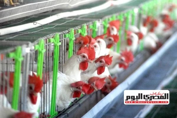 أسعار الدواجن والبيض في مطروح اليوم الجمعة 30 أكتوبر 2026.. الفراخ البيضاء بـ105 جنيهات