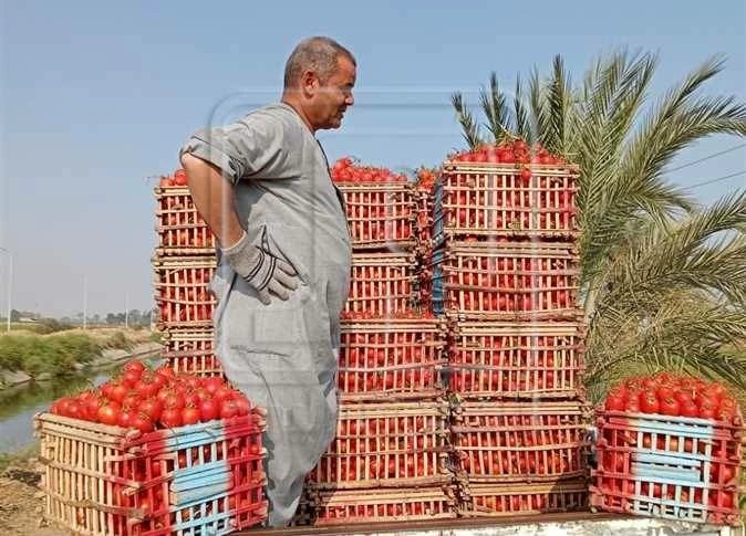 «زراعة المنيا»: توضح أسباب ارتفاع أسعار البصل والطماطم (تعرف)