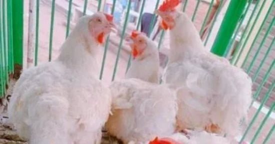 سعر كيلو الفراخ بالقليوبية الخميس 15 -10- 2026.. البيضا بـ78 جنيها للكيلو