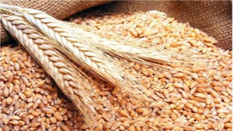 أسعار القمح تواصل التراجع مع انفراجة أزمة إمدادات البحر الأسود