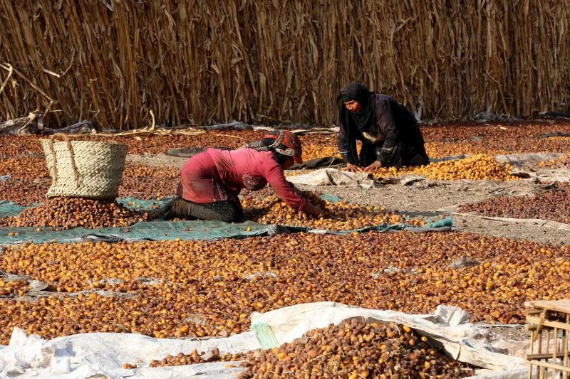 أسعار البلح السيوي اليوم في مطروح وسيوة.. الناشف بـ30 جنيهًا والمجدول يقفز إلى 360