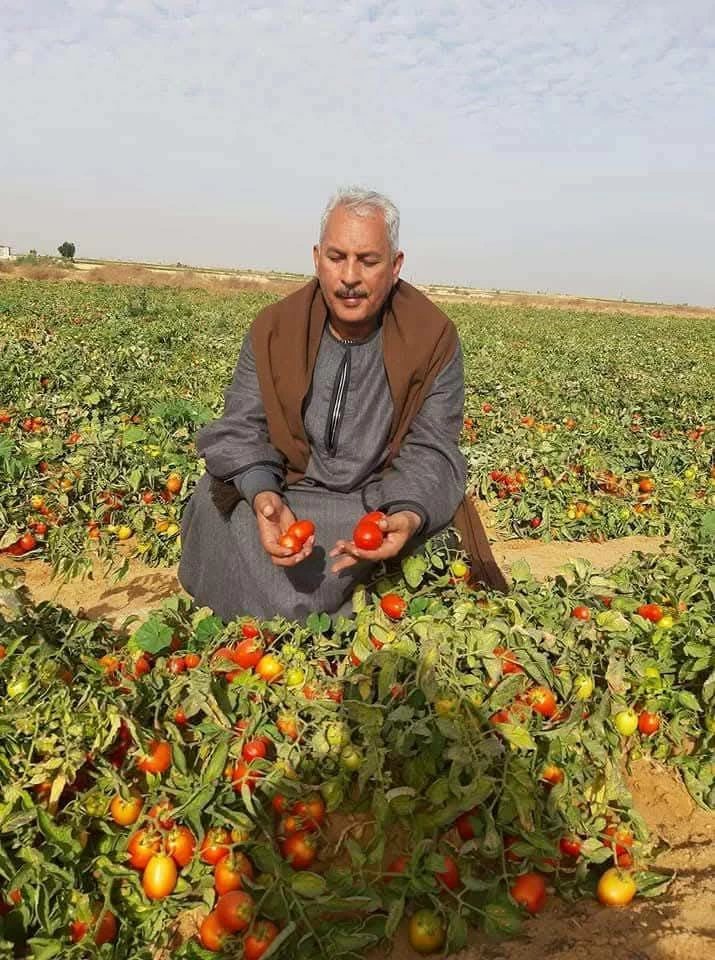 «القفص هيوصل 500 جنيه».. «أبوصدام» يكشف أسباب ارتفاع أسعار الطماطم