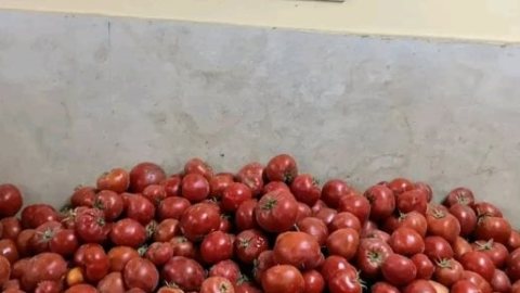 الطماطم بكام النهاردة؟.. سعر الخضار بأسواق القليوبية اليوم الإثنين 26-10–2026