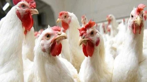 أسعار الفراخ وكرتونة البيض في أسواق المنيا اليوم