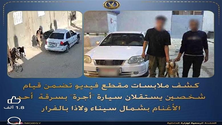 الداخلية تكشف تفاصيل سرقة رأس غنم من راعية أغنام بشمال سيناء وتضبط المتهمين