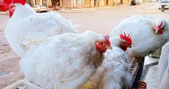 سعر كيلو الفراخ بالقليوبية الثلاثاء 27- 10- 2026.. البيضا بـ78 جنيها للكيلو