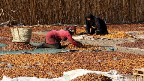البلح السيوي يبدأ من 30 جنيهًا.. أسعار التمور اليوم في مطروح وسيوة